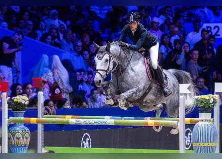 Swiss Warmblood, Gelding, 9 years, 16,3 hh, Grey