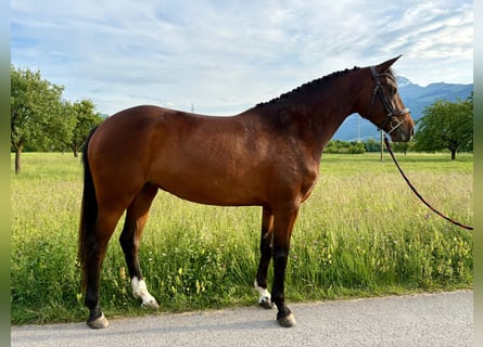 Swiss Warmblood, Mare, 4 years, 16 hh, Brown