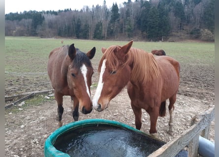 Swiss Warmblood, Mare, 6 years, 16.1 hh, Brown