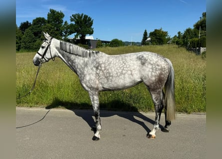 Swiss Warmblood, Mare, 6 years, 16 hh, Gray