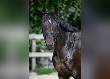 Swiss Warmblood, Mare, 7 years, 16.1 hh, Bay-Dark