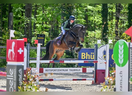 Swiss Warmblood, Mare, 7 years, 16 hh, Bay-Dark
