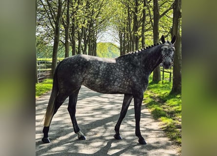 Swiss Warmblood, Stallion, 5 years, 16,1 hh, Gray-Dapple