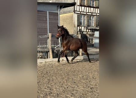 Szwajcarski koń sportowy, Wałach, 3 lat, 163 cm, Gniada