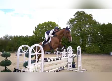 Szwajcarski koń sportowy, Wałach, 6 lat, 172 cm, Gniada