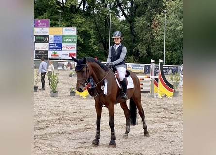 Szwajcarski koń sportowy, Wałach, 6 lat