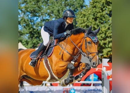 Szwajcarski koń sportowy, Wałach, 7 lat, 172 cm, Gniada
