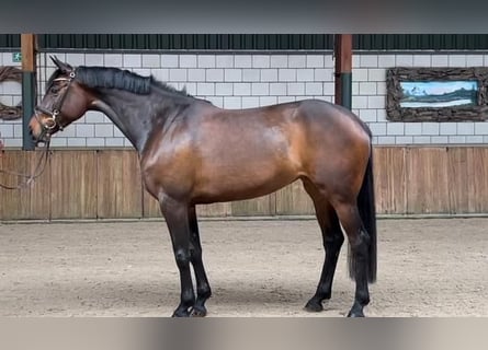 Szwedzki koń gorącokrwisty, Klacz, 6 lat, 166 cm, Gniada