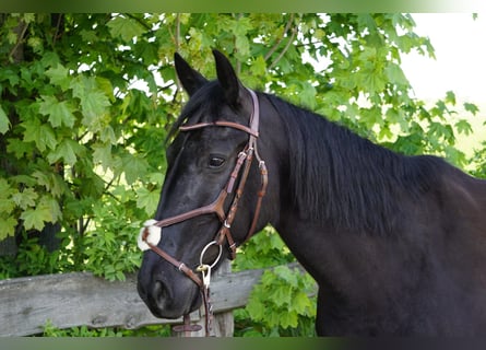 Szwedzki koń gorącokrwisty Mix, Klacz, 8 lat, 156 cm, Kara