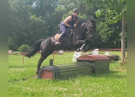 Szwedzki koń gorącokrwisty Mix, Klacz, 8 lat, 156 cm, Kara
