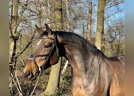 Szwedzki koń gorącokrwisty, Klacz, 8 lat, 168 cm, Ciemnogniada