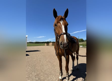 Szwedzki koń gorącokrwisty, Klacz, 9 lat, 175 cm, Ciemnokasztanowata