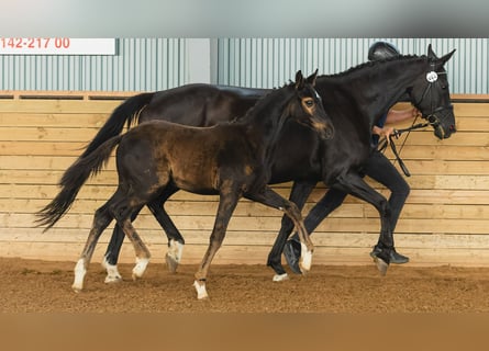 Szwedzki koń gorącokrwisty, Ogier, Źrebak (04/2026), Kara