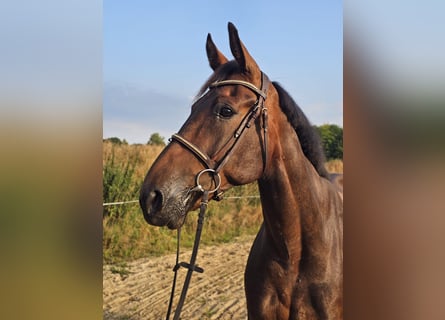 Szwedzki koń gorącokrwisty Mix, Wałach, 10 lat, 165 cm, Ciemnogniada