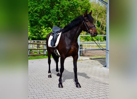 Szwedzki koń gorącokrwisty Mix, Wałach, 5 lat, 166 cm, Ciemnogniada