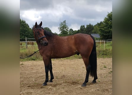 Szwedzki koń gorącokrwisty Mix, Wałach, 8 lat, 165 cm