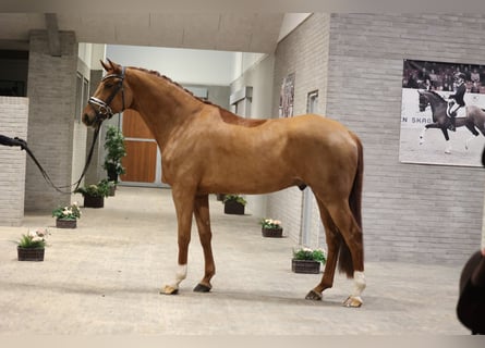 Szwedzki koń gorącokrwisty, Wałach, 7 lat, 170 cm, Ciemnokasztanowata