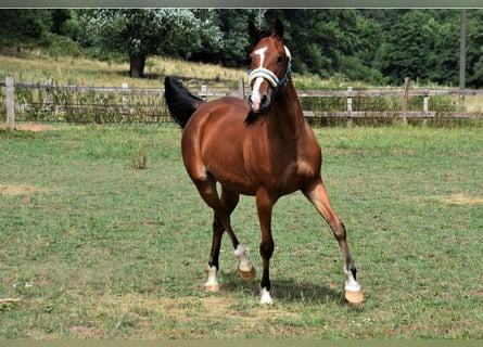 Szybkie wyścigi konne, Klacz, 6 lat, 153 cm, Gniada