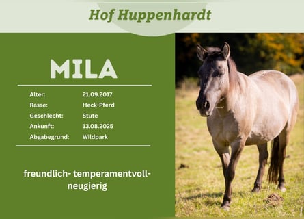 Tarpan, Mare, 9 years, 13.2 hh, Dun