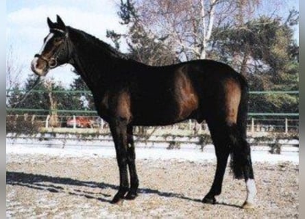 Poni alemán, Semental, 40 años, 148 cm, Castaño oscuro