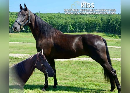 Tennessee konia, Klacz, 5 lat, 152 cm, Kara