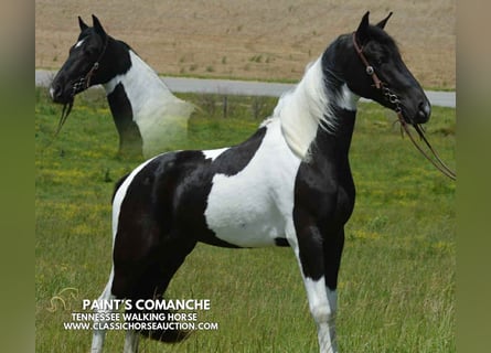 Tennessee konia, Wałach, 2 lat, 152 cm, Tobiano wszelkich maści