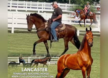 Tennessee konia, Wałach, 3 lat, 152 cm, Gniada