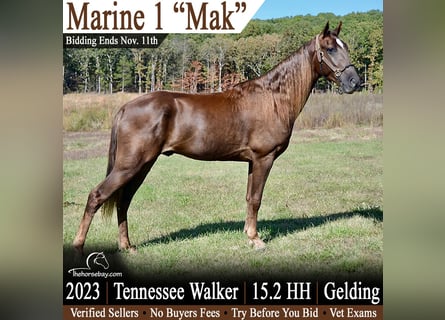 Tennessee konia, Wałach, 3 lat, 157 cm, Ciemnokasztanowata