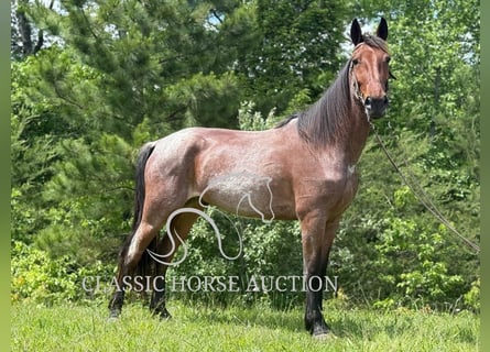 Tennessee konia, Wałach, 4 lat, 152 cm, Gniada
