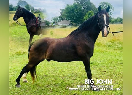 Tennessee konia, Wałach, 4 lat, 152 cm, Kara