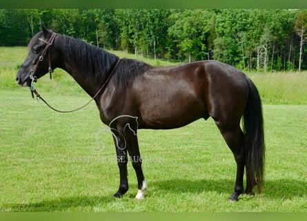 Tennessee konia, Wałach, 5 lat, 142 cm, Kara