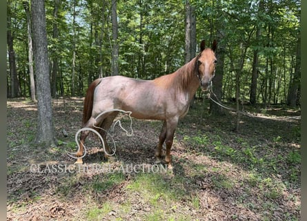Tennessee konia, Wałach, 5 lat, 152 cm, Kasztanowatodereszowata