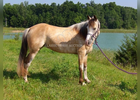 Tennessee konia, Wałach, 6 lat, 152 cm, Jelenia