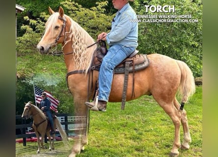 Tennessee konia, Wałach, 8 lat, 152 cm, Izabelowata