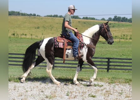 Tennessee konia, Wałach, 8 lat, Tobiano wszelkich maści