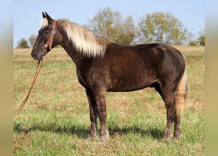 Tennessee konia, Wałach, 12 lat, 155 cm, Gniada