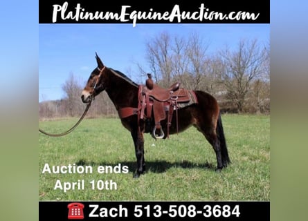 Tennessee konia, Wałach, 13 lat, 145 cm, Gniada