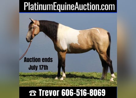 Tennessee konia, Wałach, 6 lat, 152 cm, Tobiano wszelkich maści