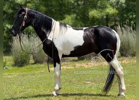 Tennessee walking horse, , 3 Jaar, 152 cm, Tobiano-alle-kleuren