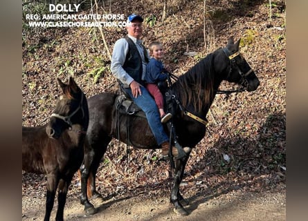 Tennessee walking horse, Caballo castrado, 10 años, 142 cm, Negro