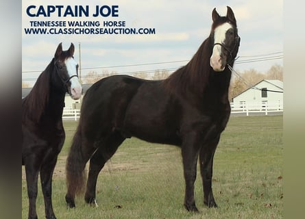 Tennessee walking horse, Caballo castrado, 10 años, 142 cm, Negro