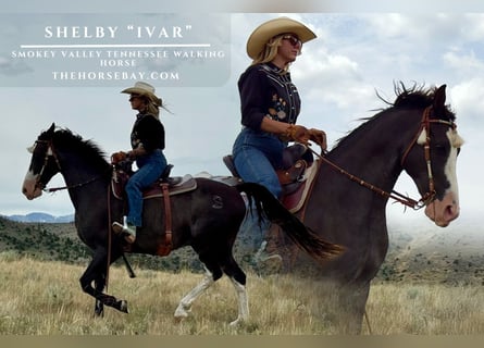 Tennessee walking horse, Caballo castrado, 10 años, 152 cm, Morcillo