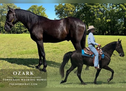 Tennessee walking horse, Caballo castrado, 10 años, 152 cm, Negro
