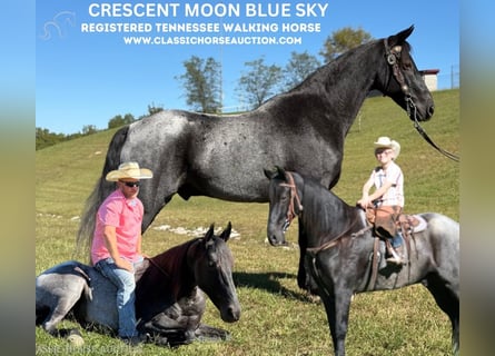 Tennessee walking horse, Caballo castrado, 10 años, 152 cm, Ruano azulado