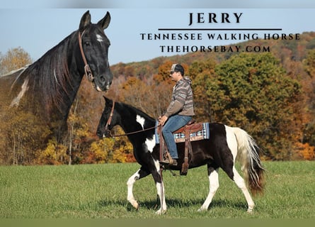 Tennessee walking horse, Caballo castrado, 10 años, 157 cm, Tobiano-todas las-capas