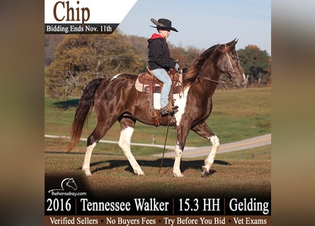 Tennessee walking horse, Caballo castrado, 10 años, 160 cm, Castaño