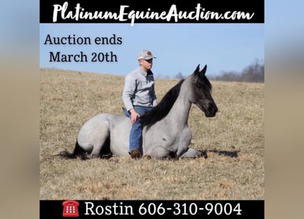 Tennessee walking horse, Caballo castrado, 10 años, 163 cm, Ruano azulado