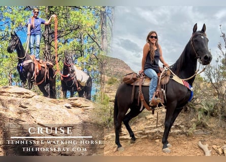 Tennessee walking horse, Caballo castrado, 10 años, Negro
