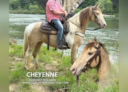 Tennessee walking horse, Caballo castrado, 11 años, 142 cm, Champán