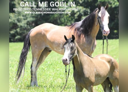 Tennessee walking horse, Caballo castrado, 11 años, 152 cm, Buckskin/Bayo